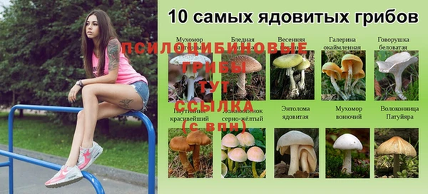 spice Алзамай