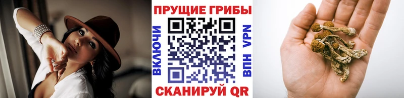 где продают наркотики  Перевоз  Псилоцибиновые грибы прущие грибы 